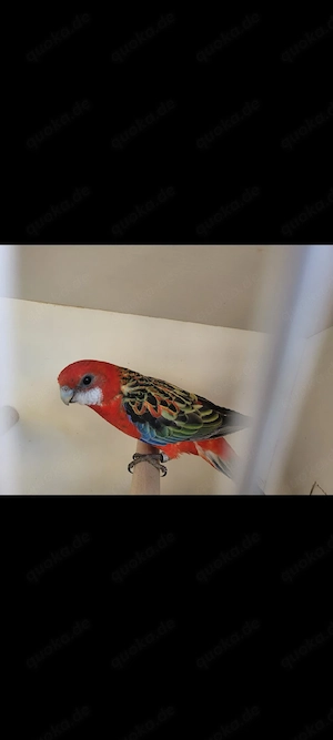 Rosellasittich henne rot