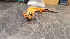 Leopardgecko Jungtier Weibchen  Hypo Tangerine het Eclipse
