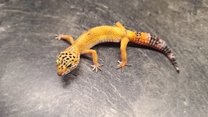Leopardgecko Jungtier    Hypo Tangerine het Eclipse