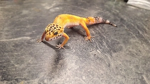 Leopardgecko Jungtier    Hypo Tangerine het Eclipse