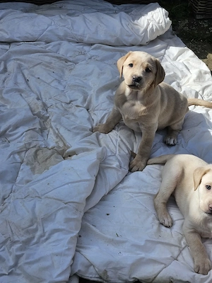 Süße Labradorwelpen in blonde und Champagne  Bild 3