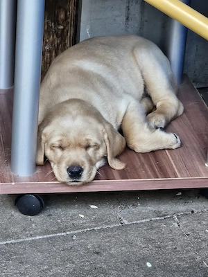 Süße Labradorwelpen in blonde und Champagne  Bild 2