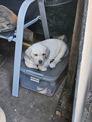 Süße Labradorwelpen in blonde und Champagne 