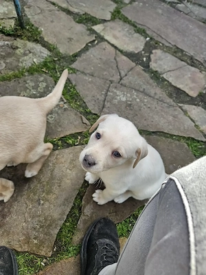 Süße Labradorwelpen in blonde und Champagne  Bild 4