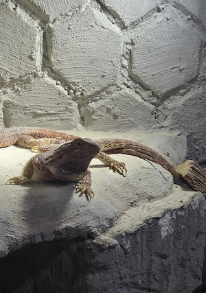 Bartagame zum Abgeben