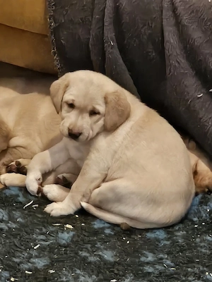 Süße Labradorwelpen in blonde und Champagne  Bild 8