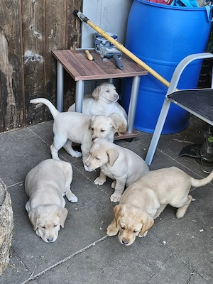Süße Labradorwelpen in blonde und Champagne  Bild 10