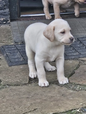 Süße Labradorwelpen in blonde und Champagne  Bild 5