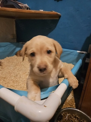 Süße Labradorwelpen in blonde und Champagne  Bild 7
