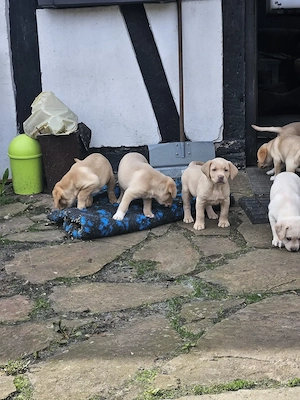 Süße Labradorwelpen in blonde und Champagne  Bild 6