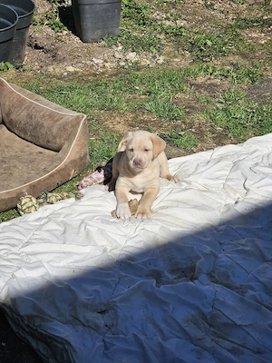 Süße Labradorwelpen in blonde und Champagne  Bild 9