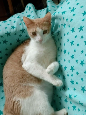 Bildhübsche Katze, 3 Jahre, TAMI