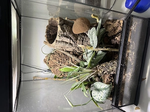 2 Jungferngeckos mit Terrarium und Panda Asseln