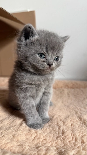 BKH Blue Kitten