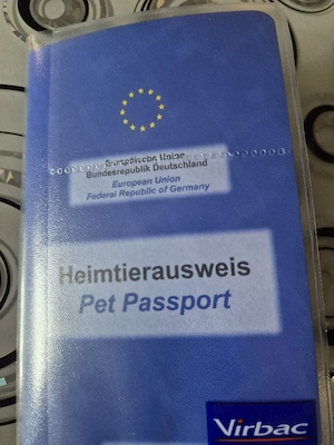 1 Reinrassige Toypudel  (Rüde) Bereit zum Abholung t Bild 8
