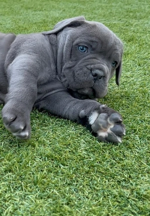 Cane Corso Welpen 