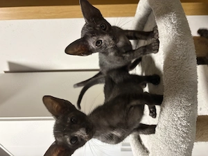 Zwei Orientalisch Kurzhaar Mädchen  OKH 12 Wochen suchen ein neues zu Hause