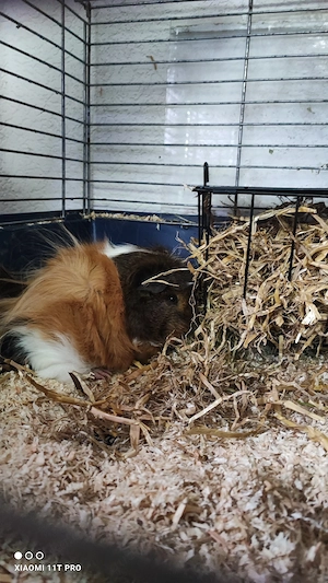 toffi und mochi suchen ein neues Zuhause 