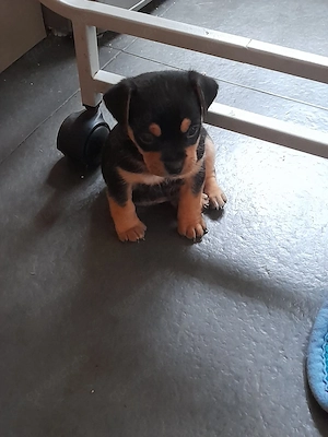Retromops Mix Welpe Rüde