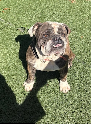 englische bulldogge hündin sucht warmes körbchen