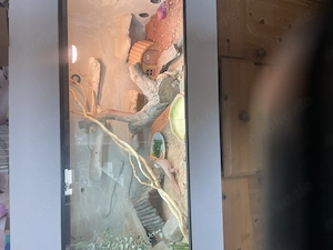 Terrarium mit Bewohner komplett