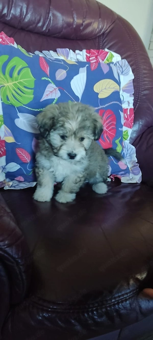 Kleiner schatz sucht kuschel Platz 