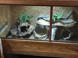 Suche Thamnophis eques obscurus 1.0 