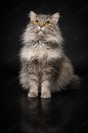 British Langhaar Deckkater