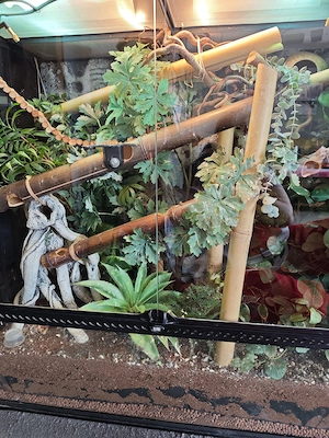 Exo Terrarium 90x45x90 mit einem Phelsuma Taggecko Paar 