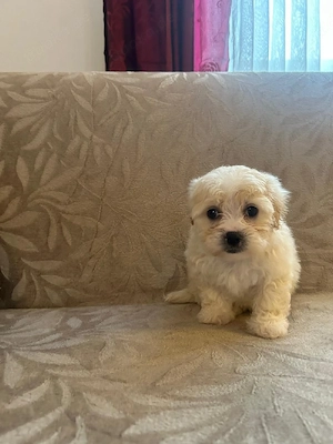 mein süßer welpe sucht ein neues zuhause (Mänlich)