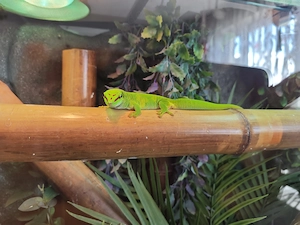 Exoterrarium 90x45x90 mit Phelsuma Taggecko 