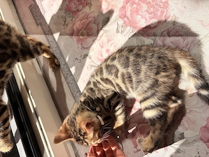 Wunderschöne Bengal Kitten