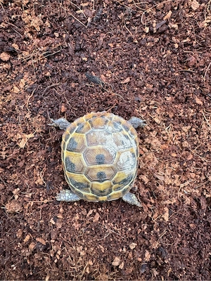 Griechische Landschildkröten Bild 4