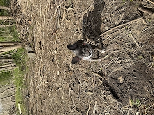 Französische Bulldogge Blue line 12W. Bild 2