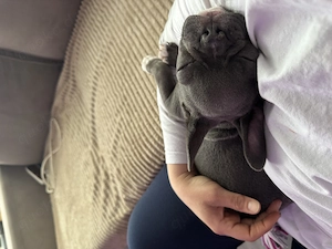 Französische Bulldogge Blue line 12W. Bild 4