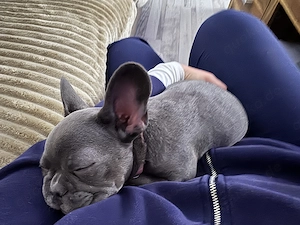 Französische Bulldogge Blue line 12W. Bild 3