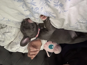 Französische Bulldogge Blue line 12W. Bild 5