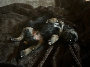 Magyar Vizsla DDR Schäferhund Welpen