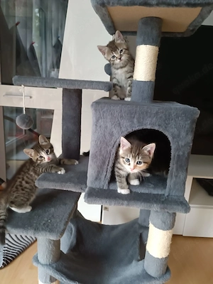 Katzen Babys verkaufen 