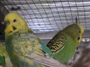 Wellensittiche Bild 3