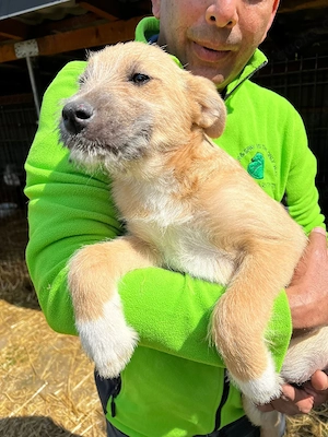 Sandy sucht ihr Zuhause   