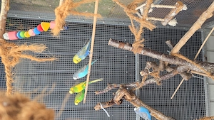 Wellensittiche Bild 6