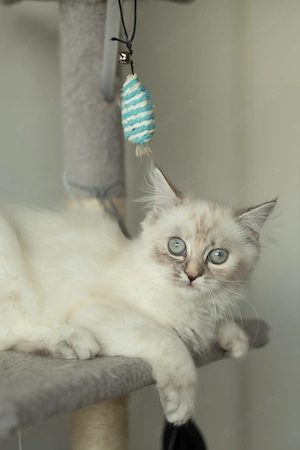 Verschmustes Perser-Mix Mädchen (3 Monate)   letzte aus dem Wurf   