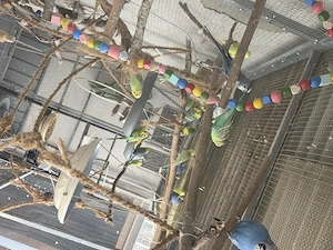 Wellensittiche Bild 5