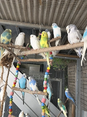 Wellensittiche Bild 2