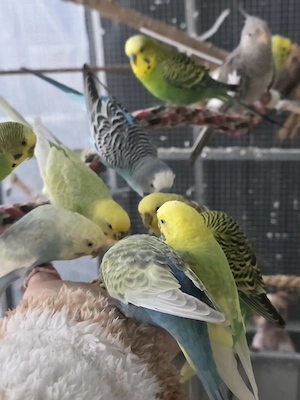 Wellensittiche Bild 4