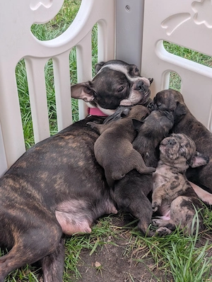 Wir haben schöne welpis 