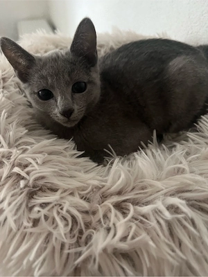 Russisch Blau Kitten mit Stammbaum 