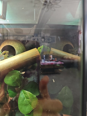 Exo Terrarium 90x45x90 mit einem Phelsuma Taggecko Paar 