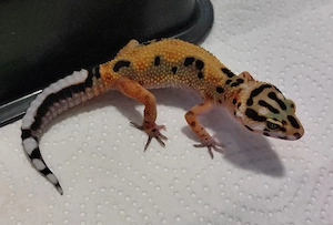 Leopardgecko junges Weibchen Clown